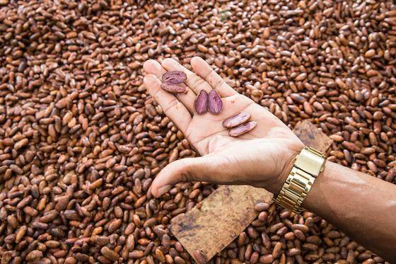 A person's hand holding split beans from the cacao fruit