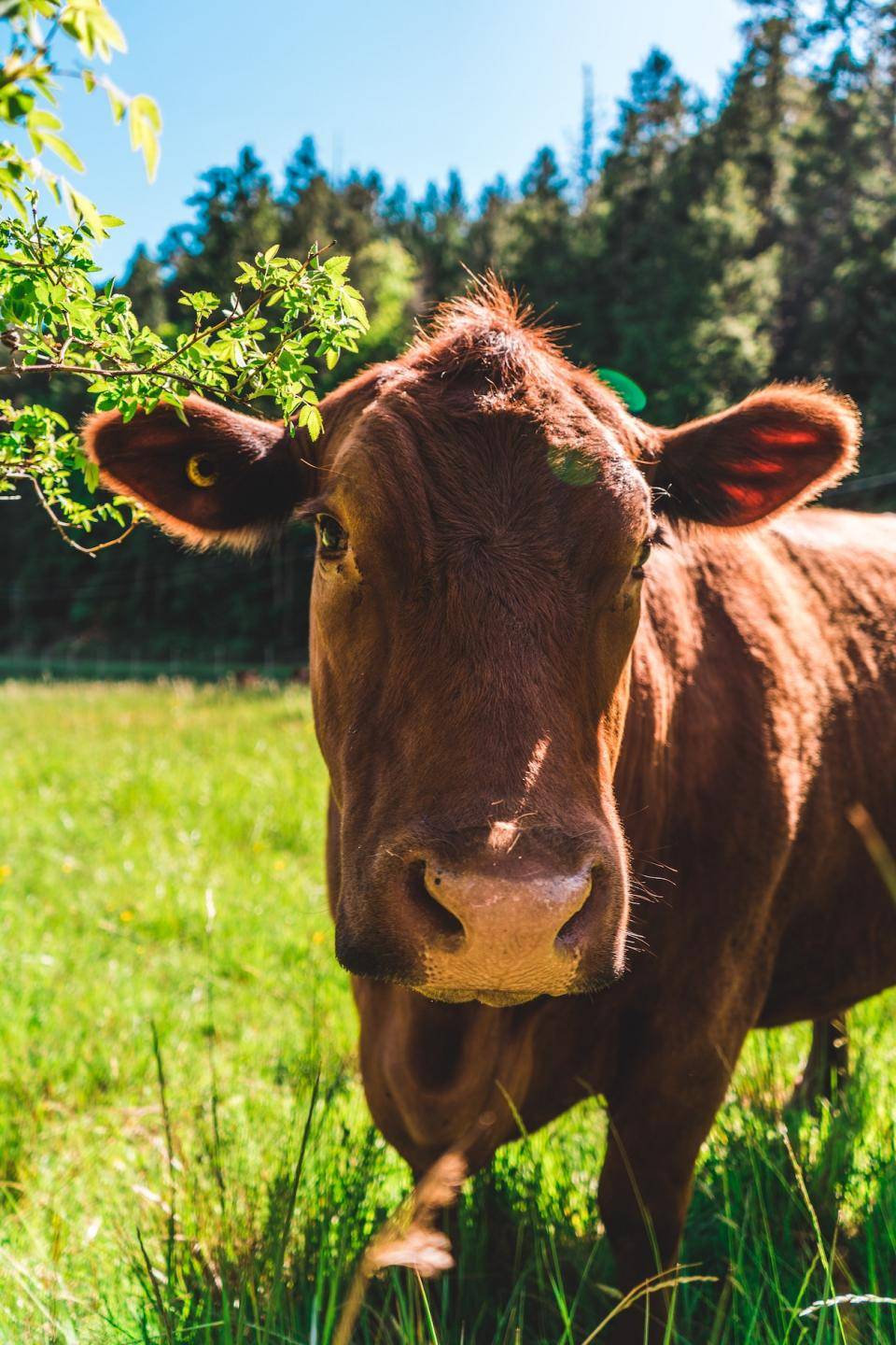 How now, brown cow? A beautiful brown cow in a sunny field