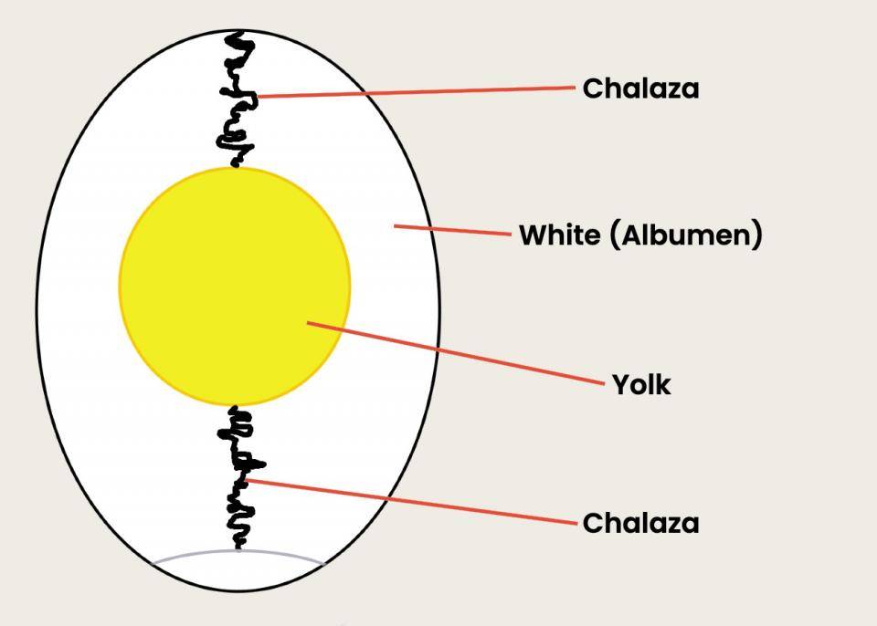 Egg Composition | chocolate-academy.com