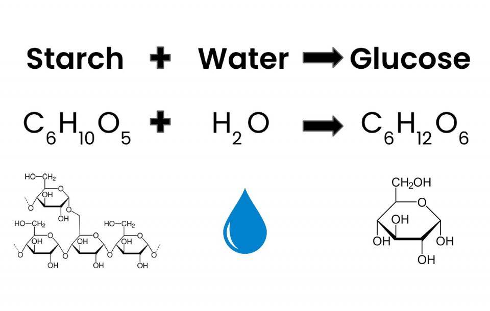 starch hydrolysis with droplet from vecteezy